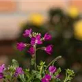 Arabis procurrens