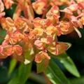 Euphorbia