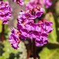 Bergenia cordifolia 'Schneekönigin'