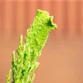 Cryptomeria japonica 'Cristata'