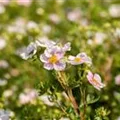 Potentilla fruticosa 'Pink Queen'