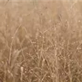 Panicum virgatum 'Heavy Metal'
