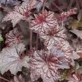 Heuchera micrantha