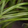Carex oshimensis 'EverColor® Everlime'