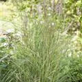 Miscanthus sinensis 'Kleine Fontäne'