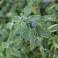 Caryopteris clandonensis 'Summer Sorbet'(s)