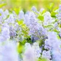 Ceanothus delilianus 'Gloire de Versailles'