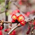 Chaenomeles japonica