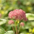 Hydrangea arborescens 'Pink Annabelle'®