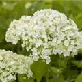 Hydrangea arborescens