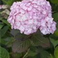 Hydrangea serrata 'Preziosa'