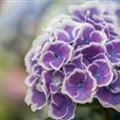 Hydrangea macrophylla 'Bavaria'®