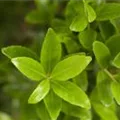 Ilex maximowicziana var. kanehirae
