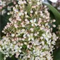 Skimmia japonica 'Marlot'