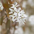 Amelanchier laevis 'Ballerina'