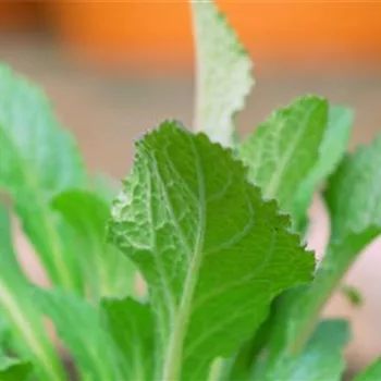 Fingerhut - Einpflanzen im Garten