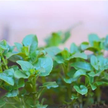 Indianernessel - Einpflanzen im Garten