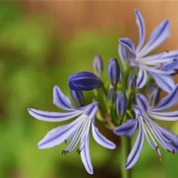 Afrikanische Schmucklilie - Einpflanzen in ein Gefäß