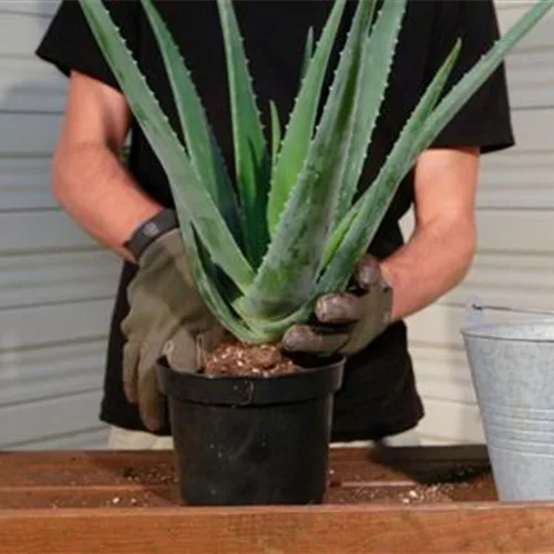 Aloe Vera - Umtopfen