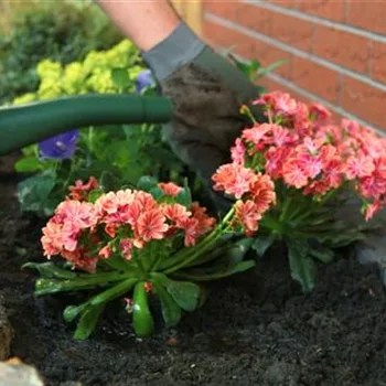 Gewöhnliche Bitterwurz - Einpflanzen im Garten