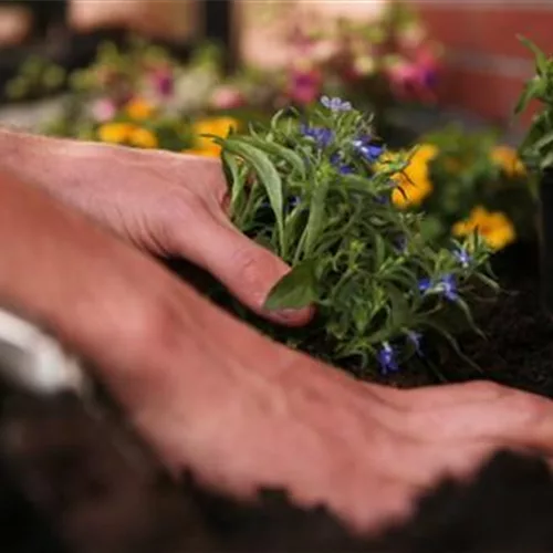 Männertreu - Einpflanzen in den Garten