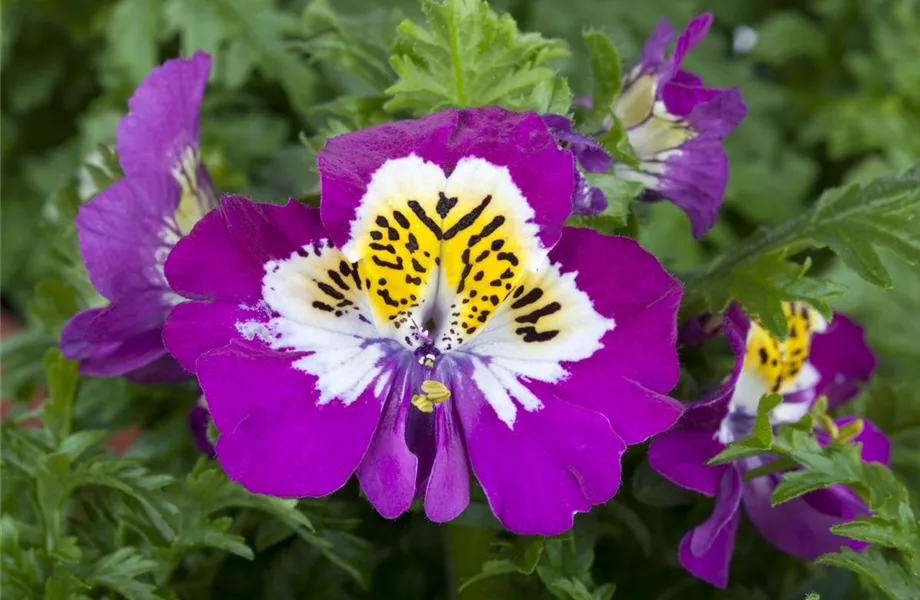 Blühender Valentinstag - für sie und ihn! Blühender Valentinstag - für sie und ihn!
