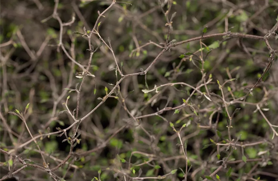 Der Zickzackstrauch – dekorativer Allrounder für Garten und Wohnung Der Zickzackstrauch – dekorativer Allrounder für Garten und Wohnung