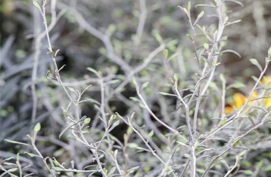 Der Zickzackstrauch – dekorativer Allrounder für Garten und Wohnung Der Zickzackstrauch – dekorativer Allrounder für Garten und Wohnung