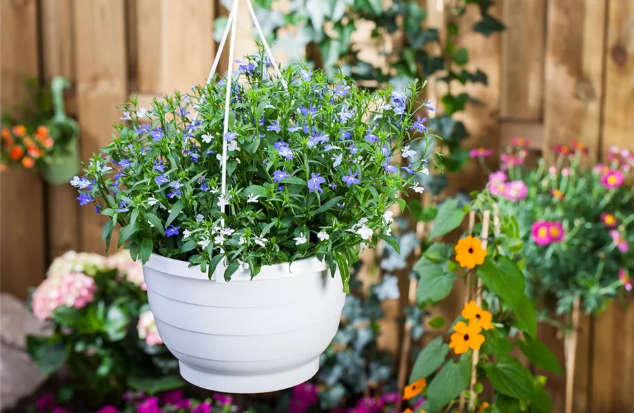 Männertreu – eine gefährliche Sommerliebe mit besonderen Blüten Männertreu – eine gefährliche Sommerliebe mit besonderen Blüten