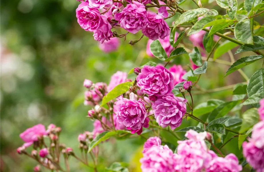 Rosenpflege – pflanzen, schneiden, düngen Rosenpflege – pflanzen, schneiden, düngen