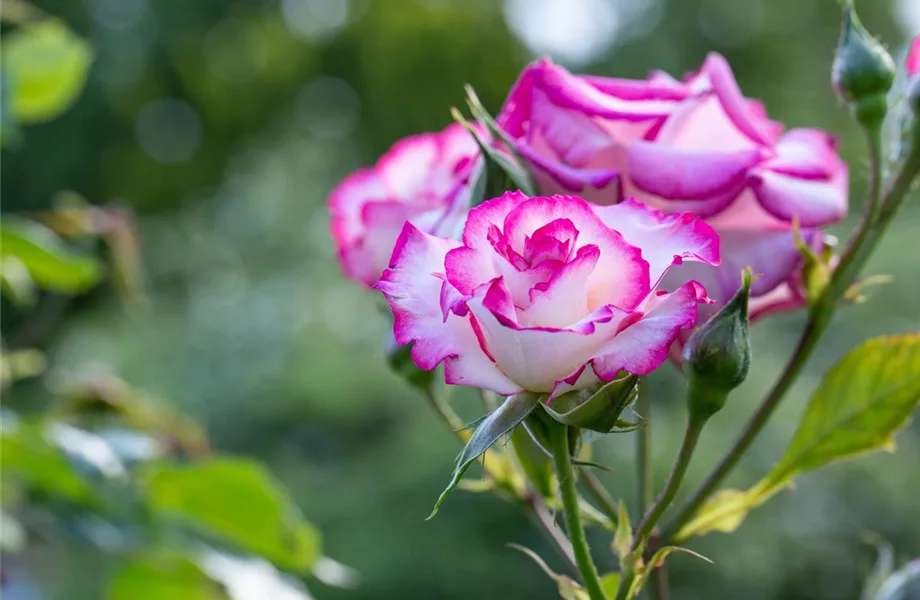 Rosenpflege – pflanzen, schneiden, düngen Rosenpflege – pflanzen, schneiden, düngen