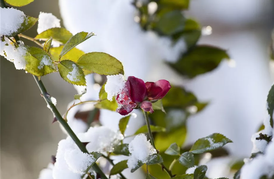 Rosenpflege – pflanzen, schneiden, düngen Rosenpflege – pflanzen, schneiden, düngen
