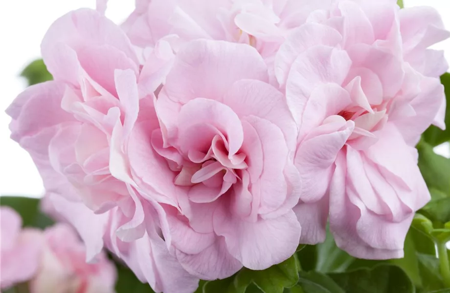 Die idealen Nachbarn für Geranien