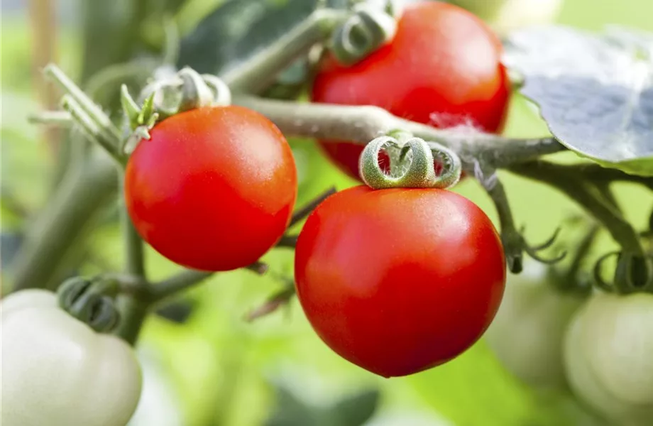 Ein bunter Salat auf dem Balkon mit Urban Gardening Ein bunter Salat auf dem Balkon mit Urban Gardening
