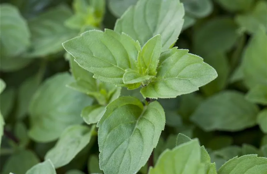 Die Zitronen-Minze: die frische Sonnenanbeterin Die Zitronen-Minze: die frische Sonnenanbeterin