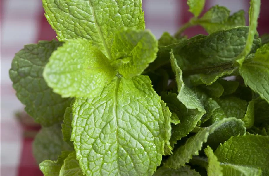 Die Zitronen-Minze: die frische Sonnenanbeterin Die Zitronen-Minze: die frische Sonnenanbeterin