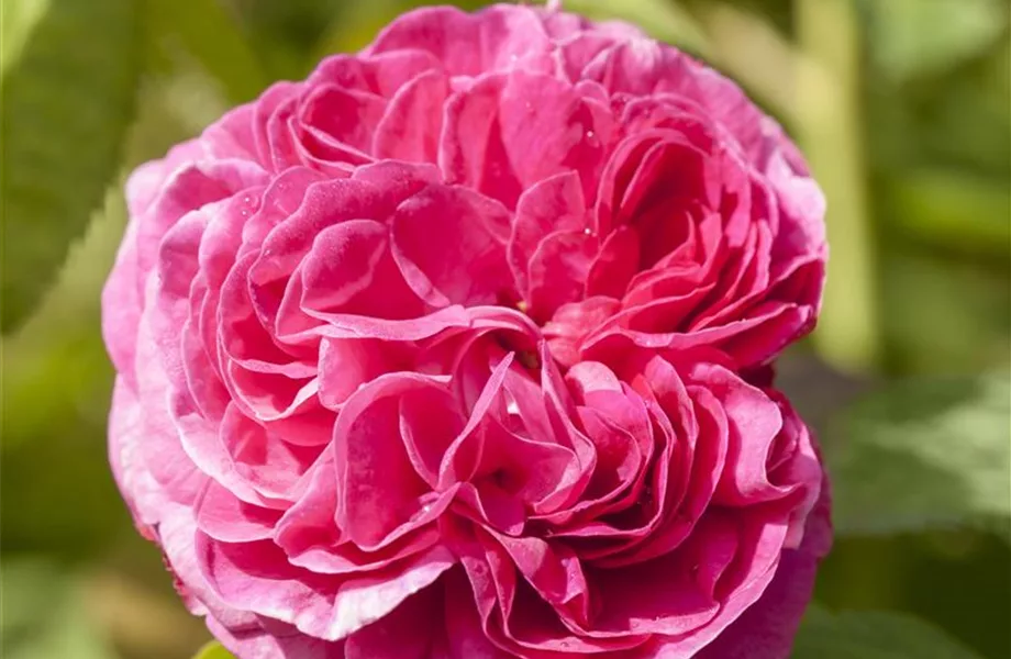 Warum nicht jede Rose eine Duftrose ist Warum nicht jede Rose eine Duftrose ist