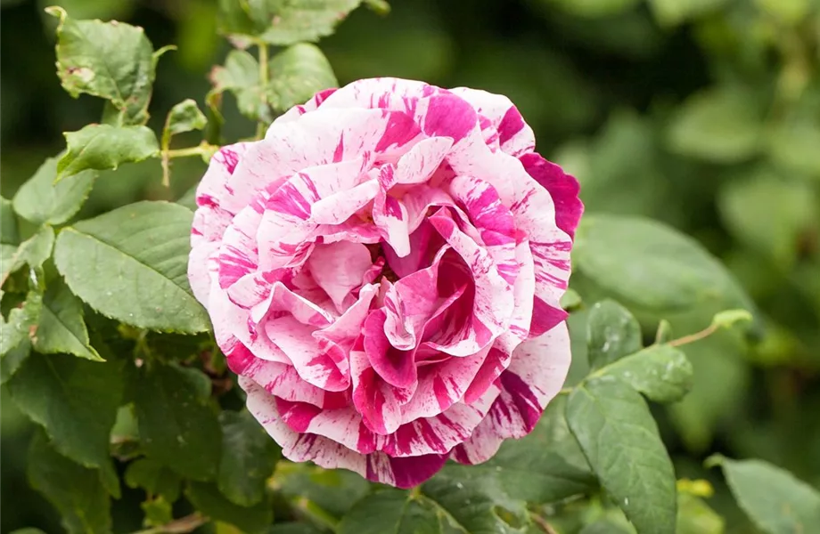 Warum nicht jede Rose eine Duftrose ist Warum nicht jede Rose eine Duftrose ist