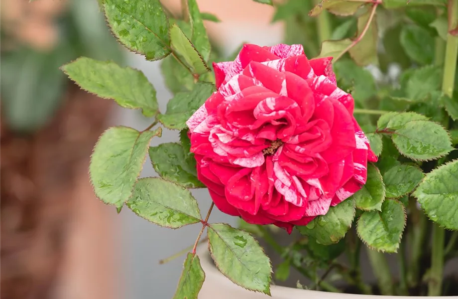 Warum nicht jede Rose eine Duftrose ist Warum nicht jede Rose eine Duftrose ist