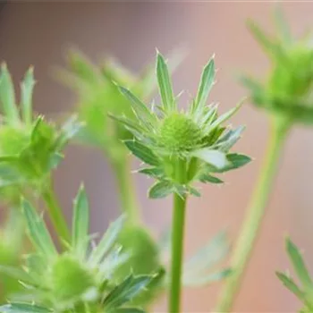 Edeldistel - Einpflanzen im Garten