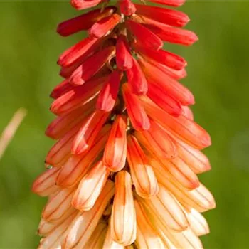 Fackellilie - Einpflanzen im Garten