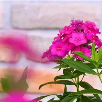 Flammenblume - Einpflanzen im Garten