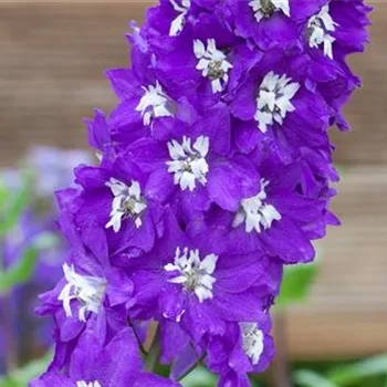 Rittersporn . Einpflanzen im Garten