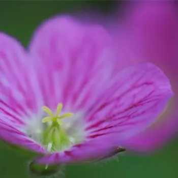 Reiherschnabel - Einpflanzen im Garten