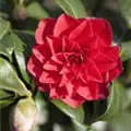 Camellia japonica 'Black Lace'