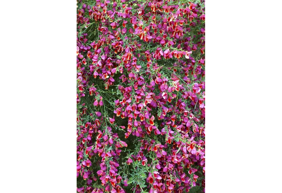 Edelginster 'Johnson's Crimson'