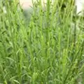 Cytisus scoparius 'Lena'