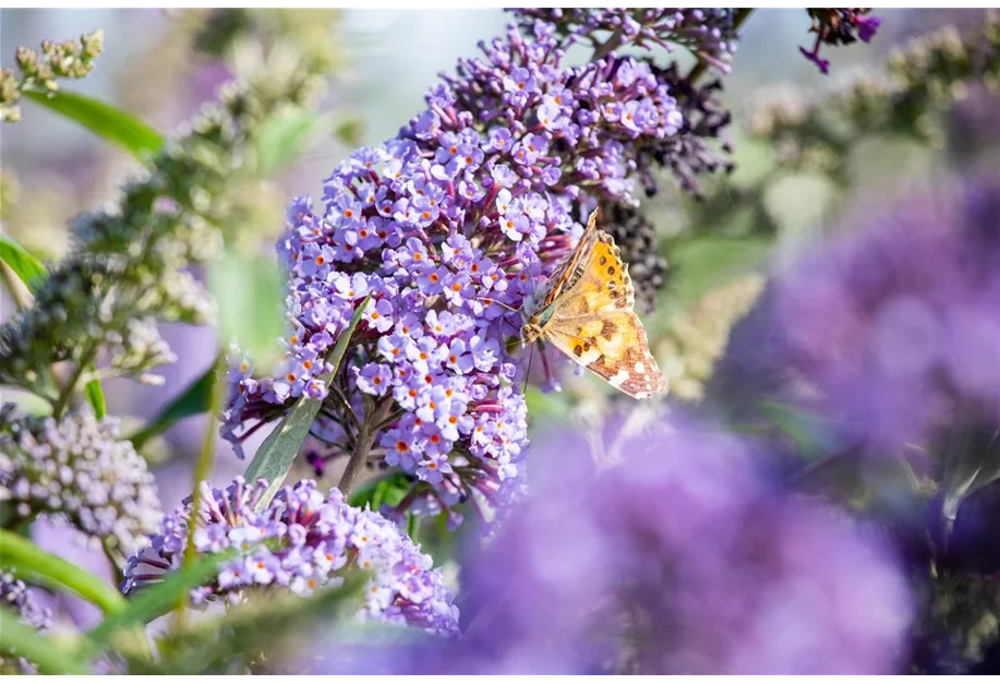 Sommerflieder