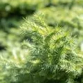 Larix kaempferi 'Wolterdingen'