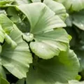 Ginkgo biloba